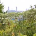 13.7.2015 Chęciny. Niebezpieczna roślina na czerwonym szlaku w Chęcinach, przy ul. Zamkowej. Rośnie tam kilkadziesiąt krzewów  cieszącego się złą sławą barszczu Sosnowskiego. / Wojciech Habdas / Radio Kielce