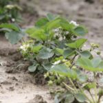 22.06.2020 Porąbki. Truskawki / Krzysztof Bujnowicz / Radio Kielce