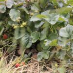 22.06.2020 Porąbki. Truskawki / Krzysztof Bujnowicz / Radio Kielce