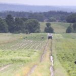 22.06.2020 Porąbki. Truskawki / Krzysztof Bujnowicz / Radio Kielce