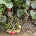 22.06.2020 Porąbki. Truskawki / Krzysztof Bujnowicz / Radio Kielce