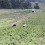 22.06.2020 Porąbki. Truskawki / Krzysztof Bujnowicz / Radio Kielce