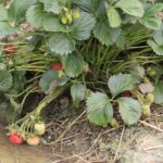 22.06.2020 Porąbki. Truskawki / Krzysztof Bujnowicz / Radio Kielce