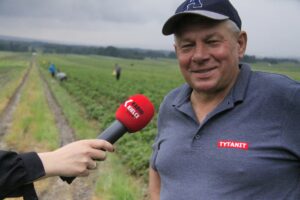 22.06.2020 Porąbki. Truskawki. Na zdjęciu Andrzej Bozowski, prezes Stowarzyszenia Producentów Truskawki Bielińskiej / Krzysztof Bujnowicz / Radio Kielce