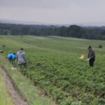 22.06.2020 Porąbki. Truskawki / Krzysztof Bujnowicz / Radio Kielce