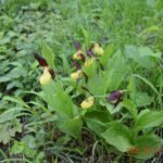 Wroni Dół. Obuwik / Jadwiga Zagrobelna