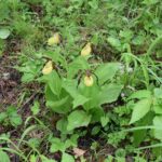 Wroni Dół. Obuwik / Jadwiga Zagrobelna