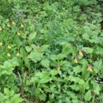 Wroni Dół. Obuwik / Jadwiga Zagrobelna