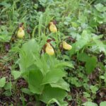 Wroni Dół. Obuwik / Jadwiga Zagrobelna