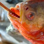 Kolumbia / Ewa Kulak-Carvajal, Kinga Puerto Grzeszczuk i Mario Carvajal