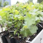 17.06.2020. Kielce. Geopark. Sadzenie winorośli przez sandomierskich winiarzy / Wiktor Taszłow / Radio Kielce