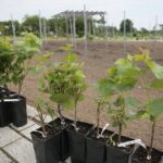 17.06.2020. Kielce. Geopark. Sadzenie winorośli przez sandomierskich winiarzy / Wiktor Taszłow / Radio Kielce