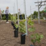 17.06.2020. Kielce. Geopark. Sadzenie winorośli przez sandomierskich winiarzy / Wiktor Taszłow / Radio Kielce