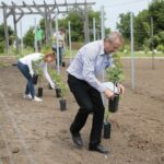 17.06.2020. Kielce. Geopark. Sadzenie winorośli przez sandomierskich winiarzy / Wiktor Taszłow / Radio Kielce