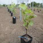 17.06.2020. Kielce. Geopark. Sadzenie winorośli przez sandomierskich winiarzy / Wiktor Taszłow / Radio Kielce