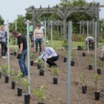 17.06.2020. Kielce. Geopark. Sadzenie winorośli przez sandomierskich winiarzy / Wiktor Taszłow / Radio Kielce