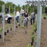 17.06.2020. Kielce. Geopark. Sadzenie winorośli przez sandomierskich winiarzy / Wiktor Taszłow / Radio Kielce