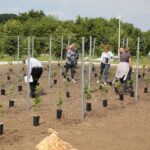 17.06.2020. Kielce. Geopark. Sadzenie winorośli przez sandomierskich winiarzy / Wiktor Taszłow / Radio Kielce