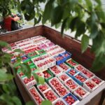 20.06.2020. Bieliny. Zbieranie truskawek / Wiktor Taszłow / Radio Kielce