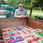 20.06.2020. Bieliny. Zbieranie truskawek. Na zdjęciu: Jan Brożyna - plantator z Huty Nowej / Wiktor Taszłow / Radio Kielce