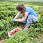 20.06.2020. Bieliny. Zbieranie truskawek / Wiktor Taszłow / Radio Kielce