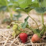 20.06.2020. Bieliny. Zbieranie truskawek / Wiktor Taszłow / Radio Kielce