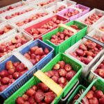 20.06.2020. Bieliny. Zbieranie truskawek / Wiktor Taszłow / Radio Kielce