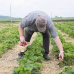 20.06.2020. Bieliny. Zbieranie truskawek / Wiktor Taszłow / Radio Kielce