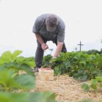 20.06.2020. Bieliny. Zbieranie truskawek / Wiktor Taszłow / Radio Kielce