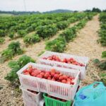 20.06.2020. Bieliny. Zbieranie truskawek / Wiktor Taszłow / Radio Kielce