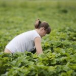 20.06.2020. Bieliny. Zbieranie truskawek / Wiktor Taszłow / Radio Kielce