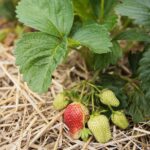 20.06.2020. Bieliny. Zbieranie truskawek / Wiktor Taszłow / Radio Kielce