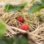 20.06.2020. Bieliny. Zbieranie truskawek / Wiktor Taszłow / Radio Kielce