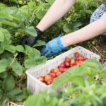 20.06.2020. Bieliny. Zbieranie truskawek / Wiktor Taszłow / Radio Kielce