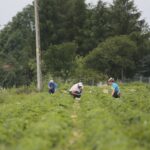 20.06.2020. Bieliny. Zbieranie truskawek / Wiktor Taszłow / Radio Kielce