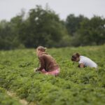 20.06.2020. Bieliny. Zbieranie truskawek / Wiktor Taszłow / Radio Kielce