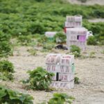 20.06.2020. Bieliny. Zbieranie truskawek / Wiktor Taszłow / Radio Kielce