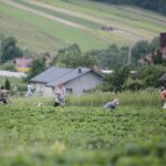 20.06.2020. Bieliny. Zbieranie truskawek / Wiktor Taszłow / Radio Kielce