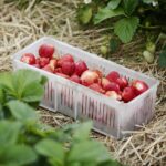 20.06.2020. Bieliny. Zbieranie truskawek / Wiktor Taszłow / Radio Kielce