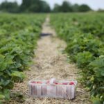 20.06.2020. Bieliny. Zbieranie truskawek / Wiktor Taszłow / Radio Kielce