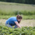 20.06.2020. Bieliny. Zbieranie truskawek / Wiktor Taszłow / Radio Kielce