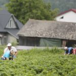 20.06.2020. Bieliny. Zbieranie truskawek / Wiktor Taszłow / Radio Kielce