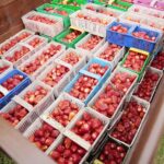 20.06.2020. Bieliny. Zbieranie truskawek / Wiktor Taszłow / Radio Kielce