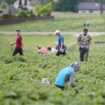 20.06.2020. Bieliny. Zbieranie truskawek / Wiktor Taszłow / Radio Kielce