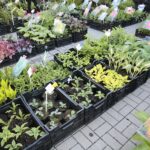 06.06.2020. Kielce. Kiermasz letni w Targach Kielce / Wiktor Taszłow / Radio Kielce