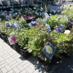 06.06.2020. Kielce. Kiermasz letni w Targach Kielce / Wiktor Taszłow / Radio Kielce