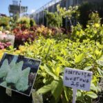 06.06.2020. Kielce. Kiermasz letni w Targach Kielce / Wiktor Taszłow / Radio Kielce