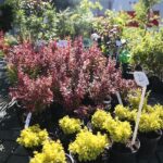 06.06.2020. Kielce. Kiermasz letni w Targach Kielce / Wiktor Taszłow / Radio Kielce