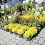 06.06.2020. Kielce. Kiermasz letni w Targach Kielce / Wiktor Taszłow / Radio Kielce