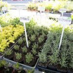 06.06.2020. Kielce. Kiermasz letni w Targach Kielce / Wiktor Taszłow / Radio Kielce